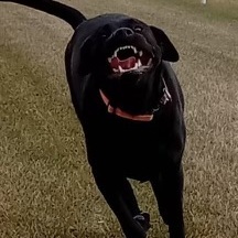 Fundraising Page: Maksim Schreuder